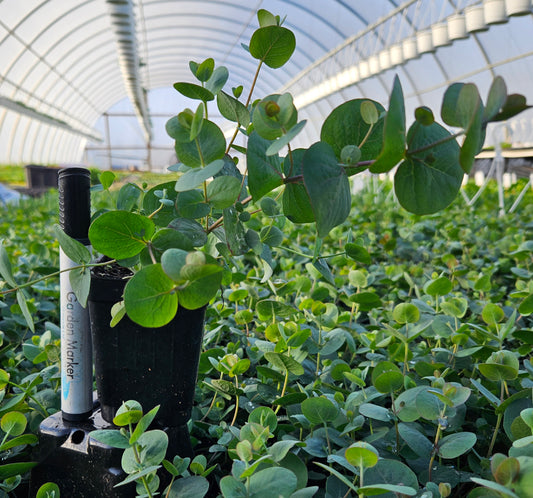 Eucalyptus, Silver Dollar  2.5 pot -FOR LOCAL PICKUP ONLY AS THEY DONT SHIP WELL. Welcome to buy to be ship. We can not do replacements.