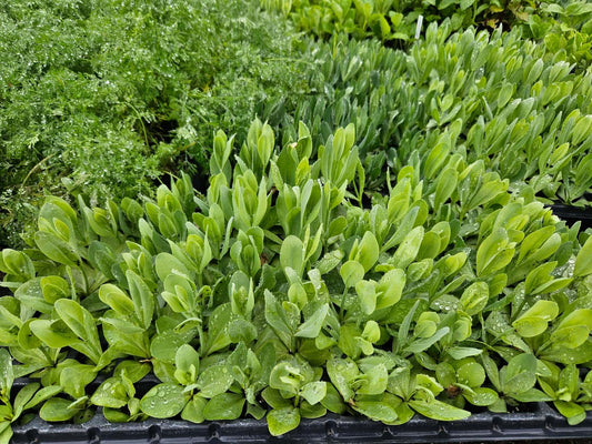 Lisianthus Trays (Mixed Varieties)