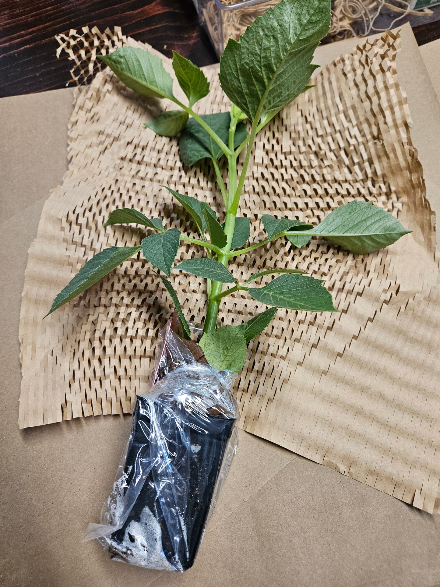 Growers Choice 6 plants