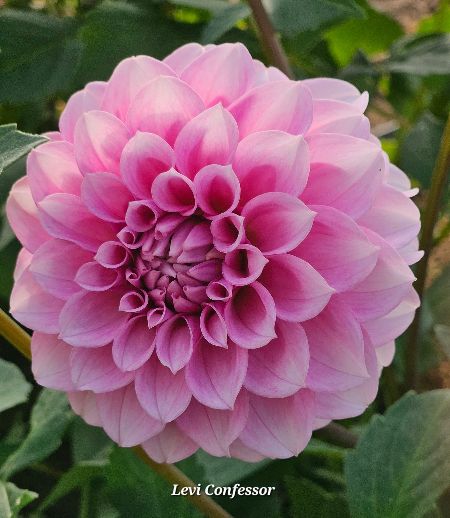 Levi Confessor Rooted Cutting