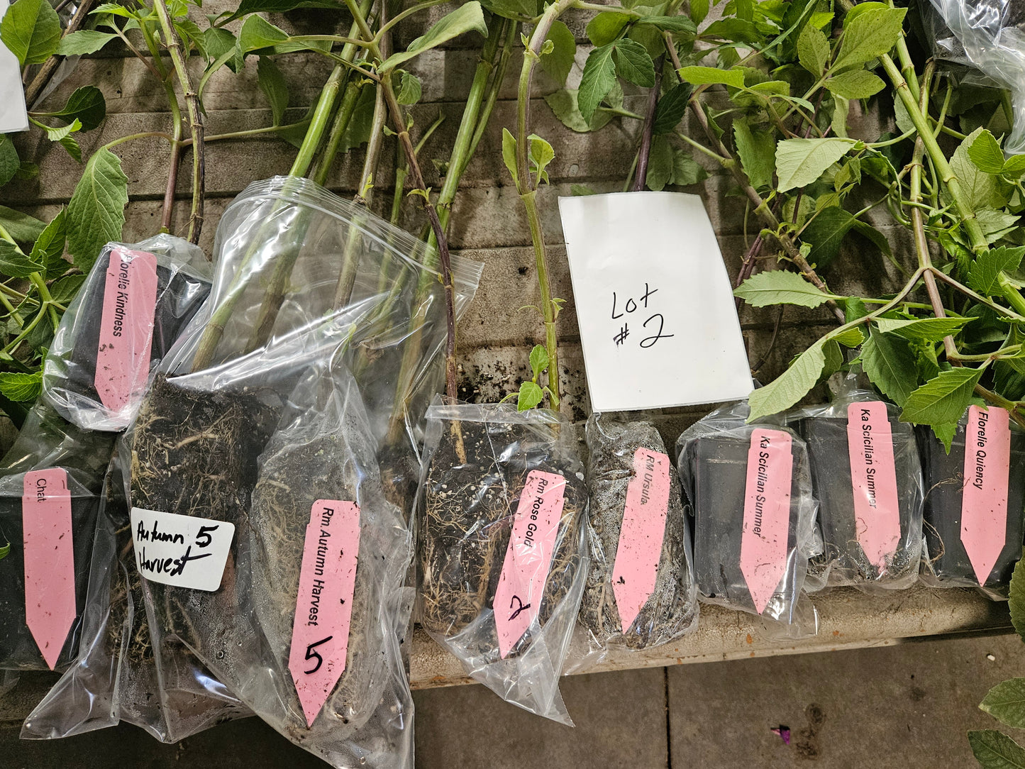 Lot #2