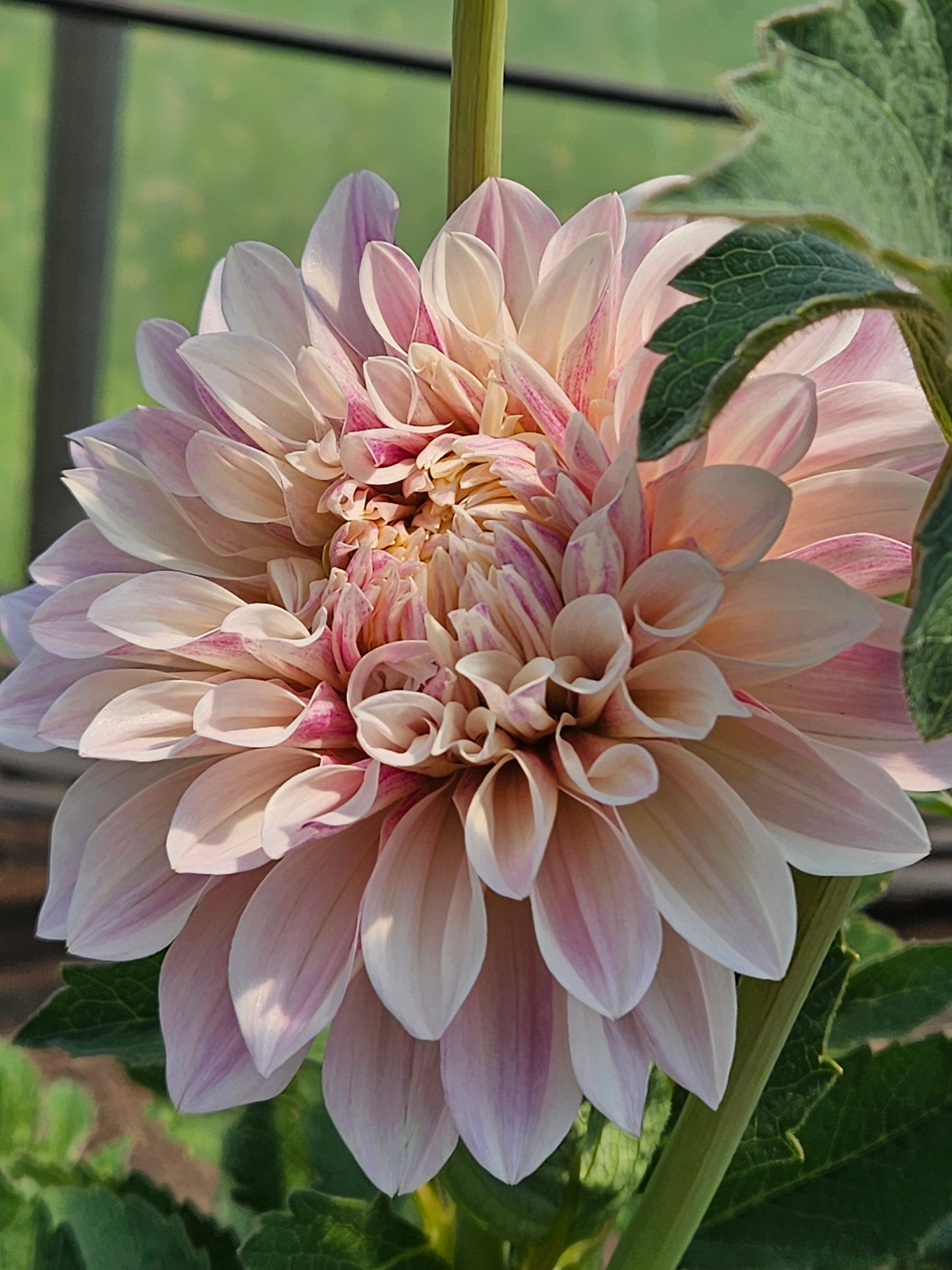 Florelie Antique Rooted Cutting