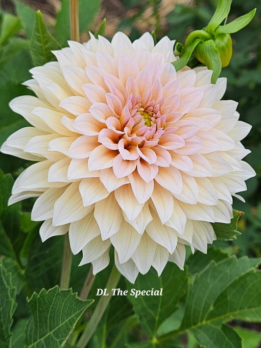 DL The Special Rooted Cutting
