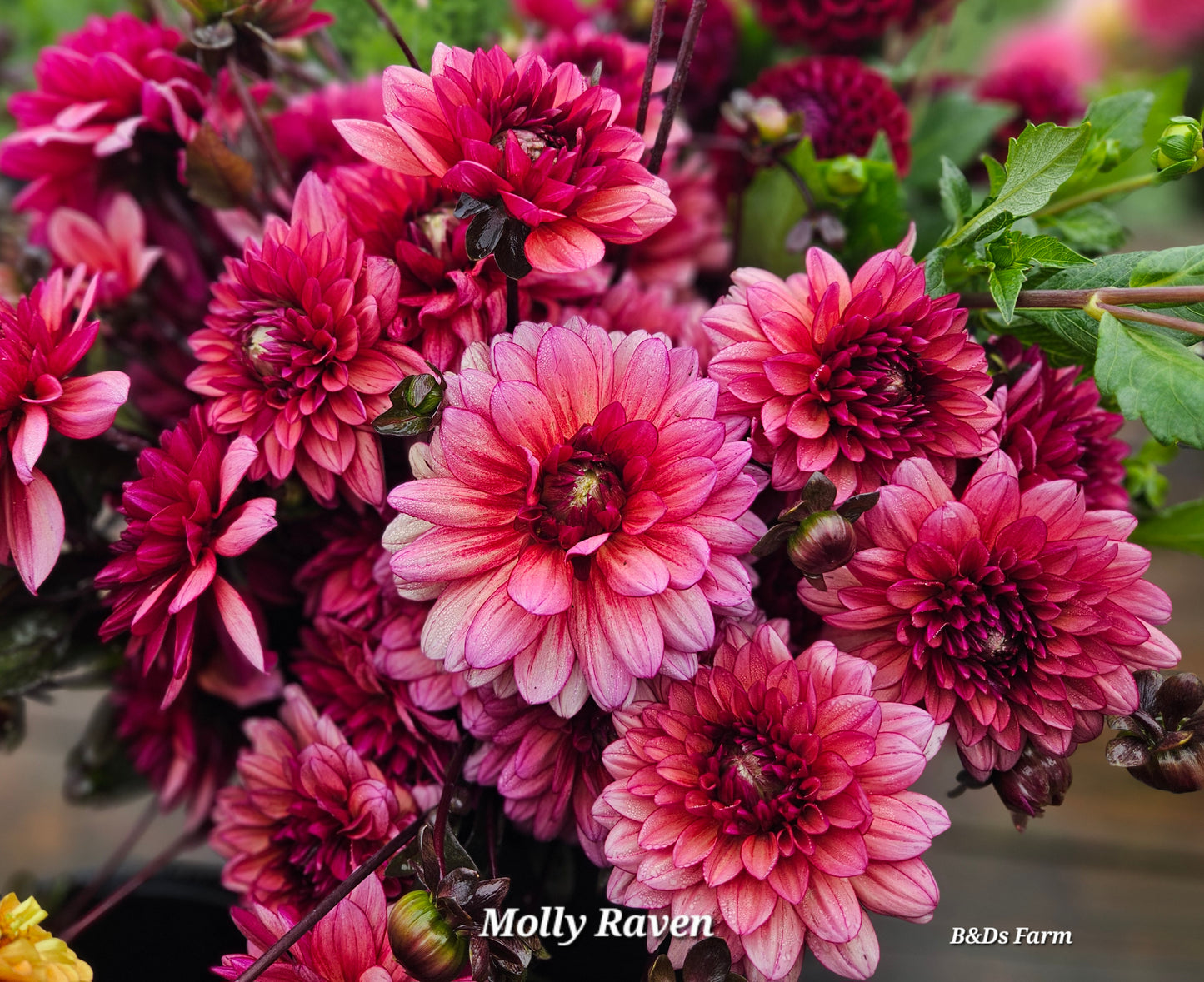 Molly Raven Rooted Cutting