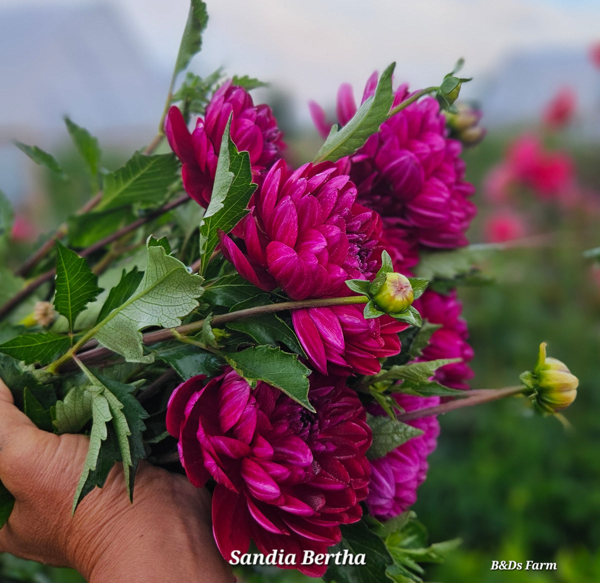 Sandia Bertha small clump