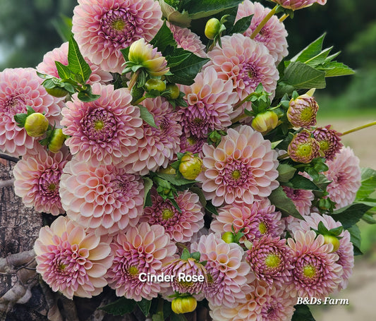 Ka Cinder Rose Tuber