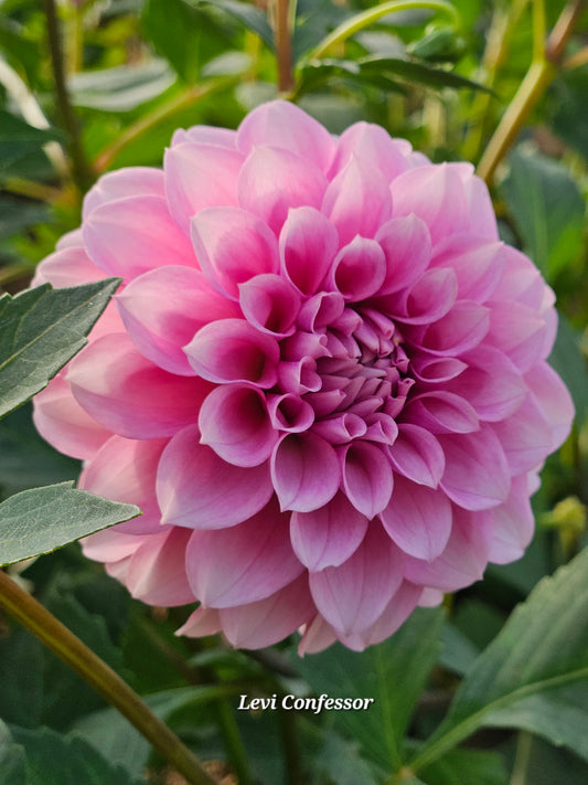 Levi Confessor Rooted Cutting