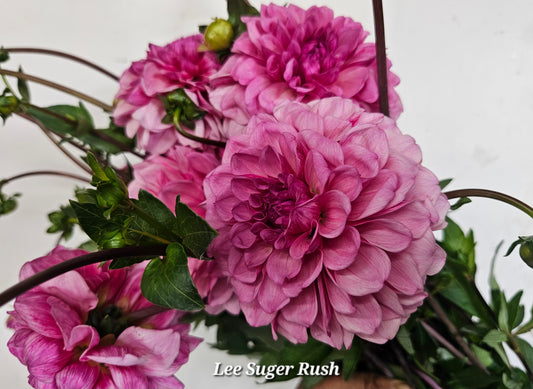 Lee's Sugar Rush Tuber