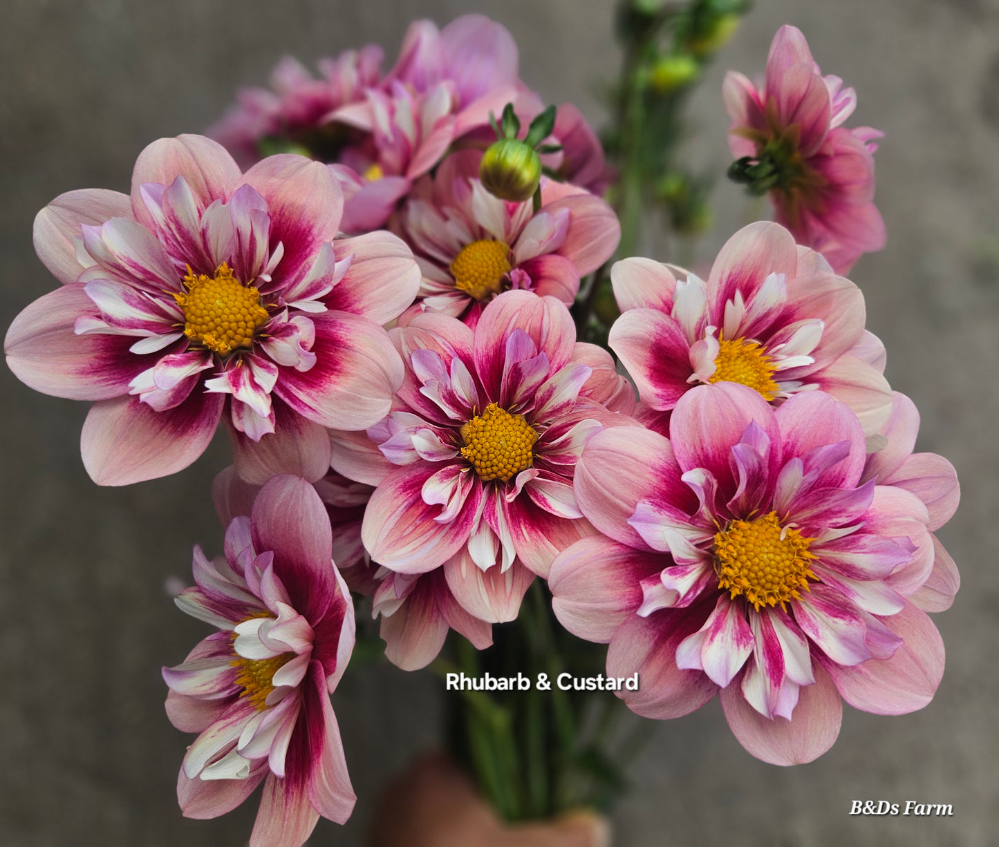 Rhubarb and Custard Rooted Cutting