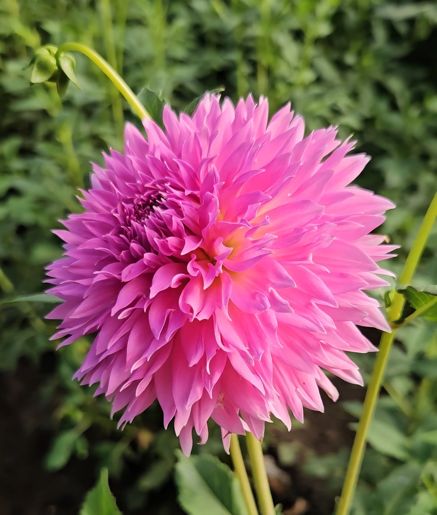 Lee's Dragonfruit Fizz Tubers