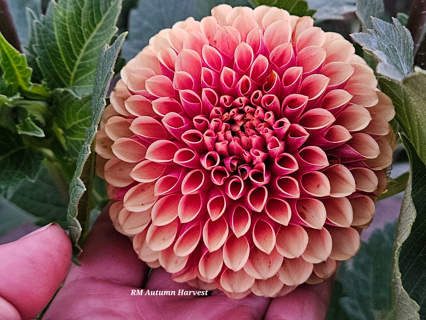 RM Autumn Harvest Rooted Cutting
