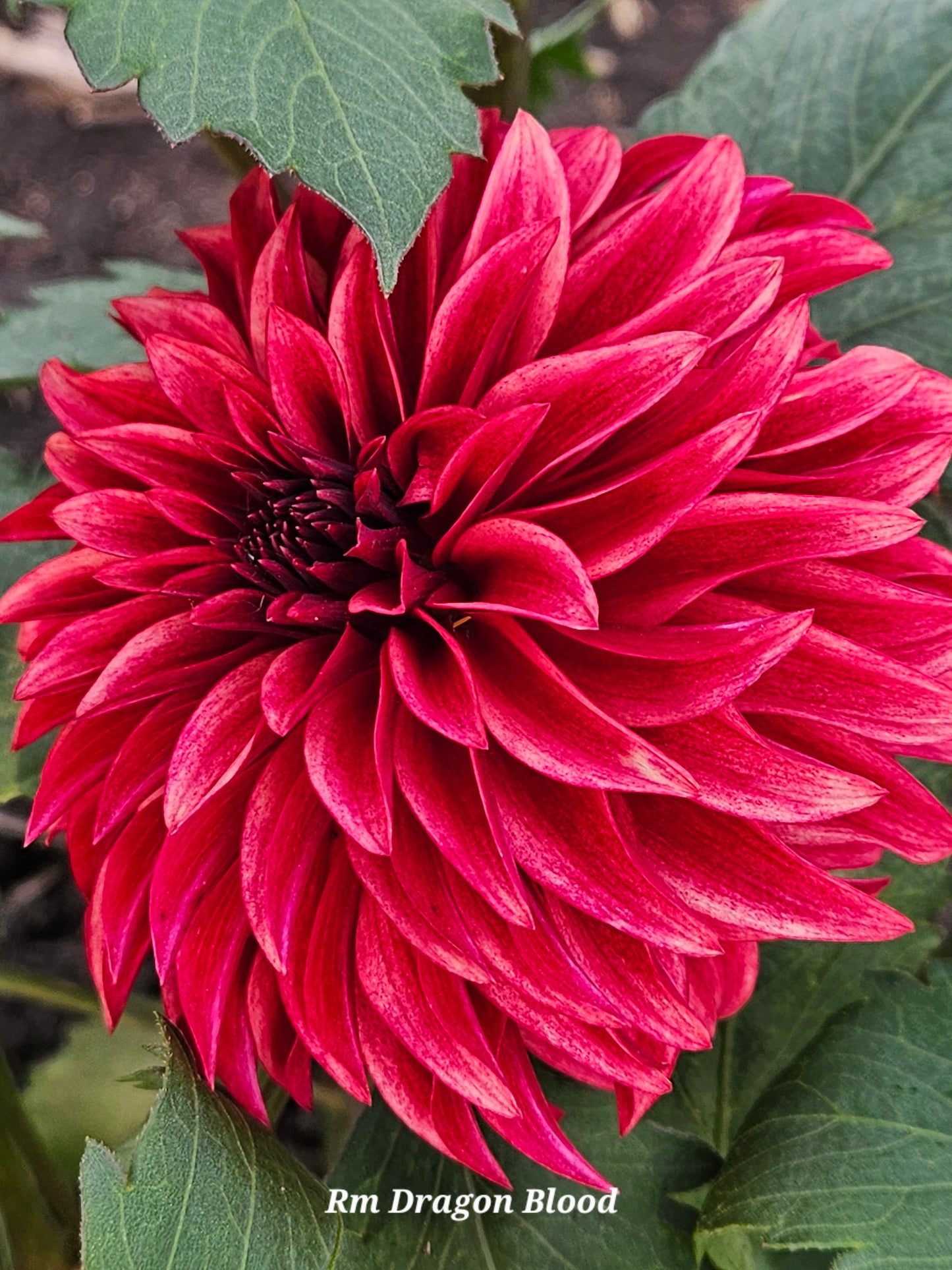 RM Dragon Blood Rooted Cutting
