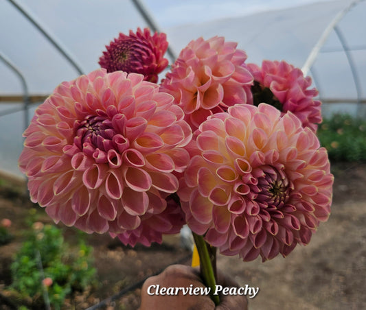 Clearview Peachy Tuber