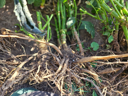 Bare root Rhubarb &Custard for potting. Need to be potted upon receiving!