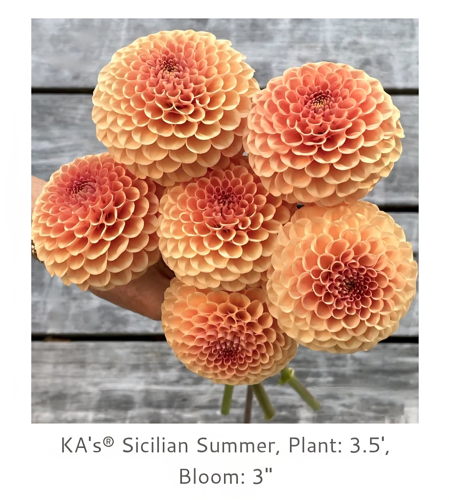 Ka Sicilian Summer Rooted Cutting 2026