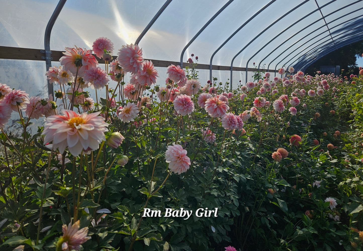 Rm Baby Girl Rooted Cutting