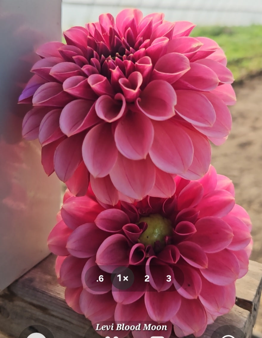 Levi's Blood Moon Rooted Cutting