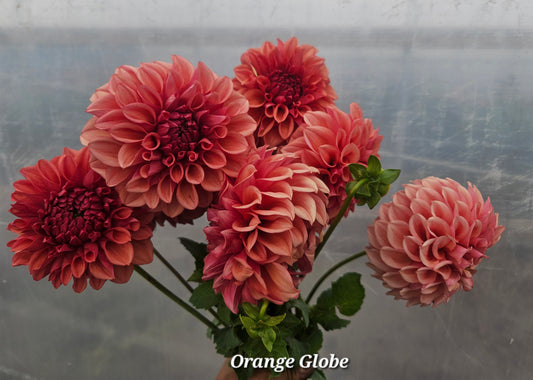 Orange Globe Tuber