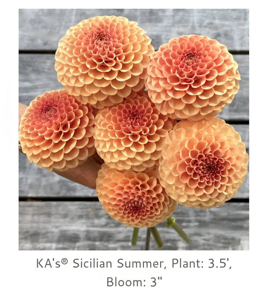 Ka Sicilian Summer 2026 Rooted Cutting
