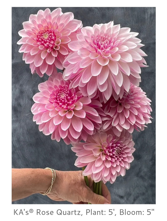 Ka Rose Quartz Rooted Cutting 2026