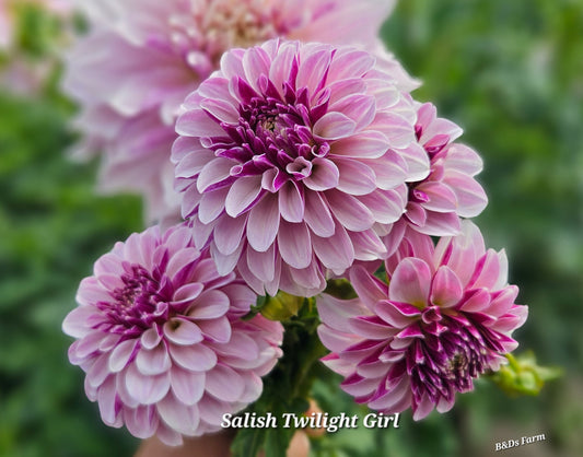 Salish Twilight Girl Tubers