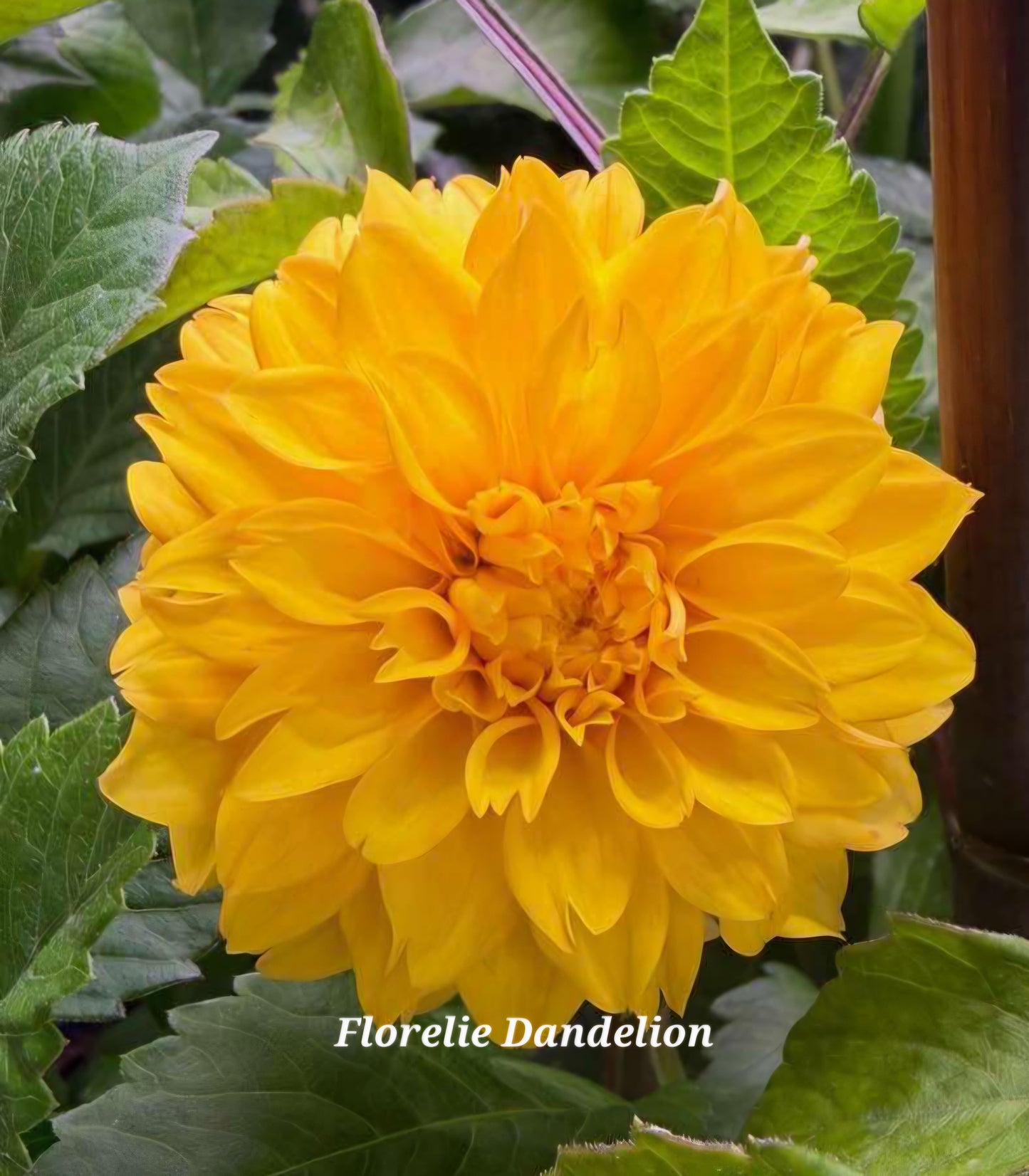 Florelie Dandelion
