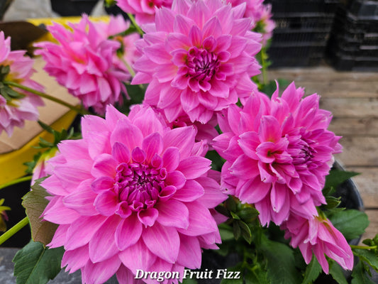 Lee's Dragonfruit Fizz Tubers