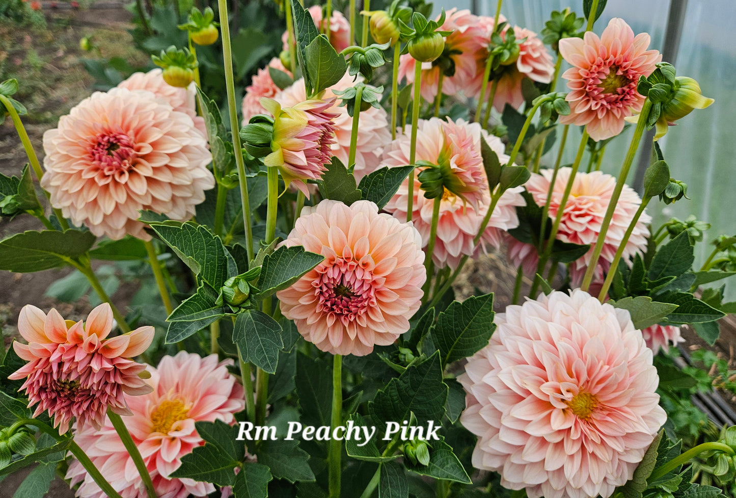 RM Peachy Pink Rooted Cutting