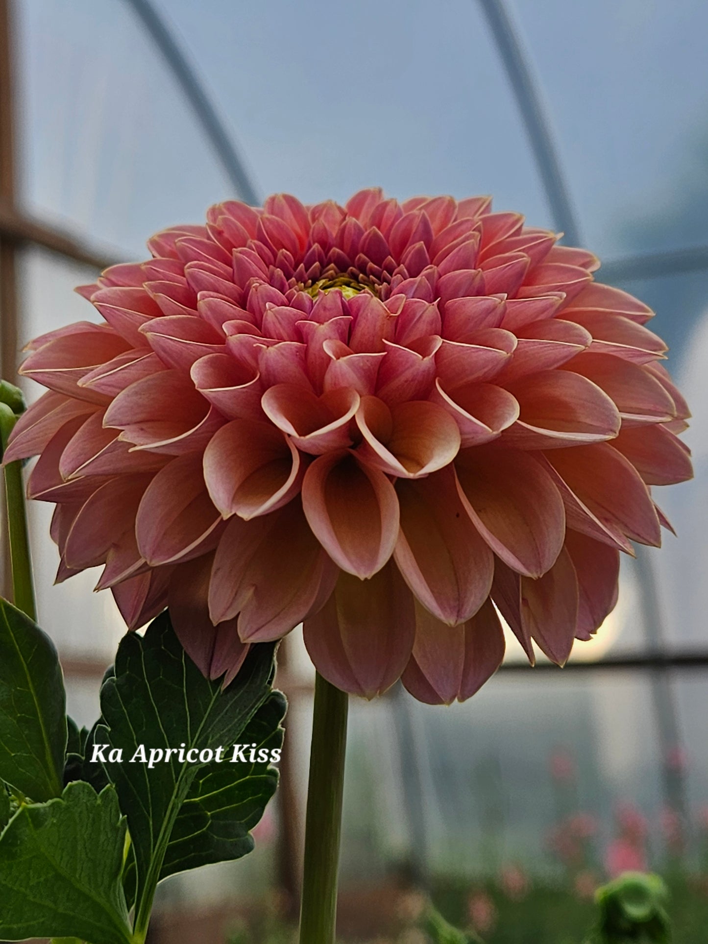 Ka Apricot Kiss Rooted Cutting 2026
