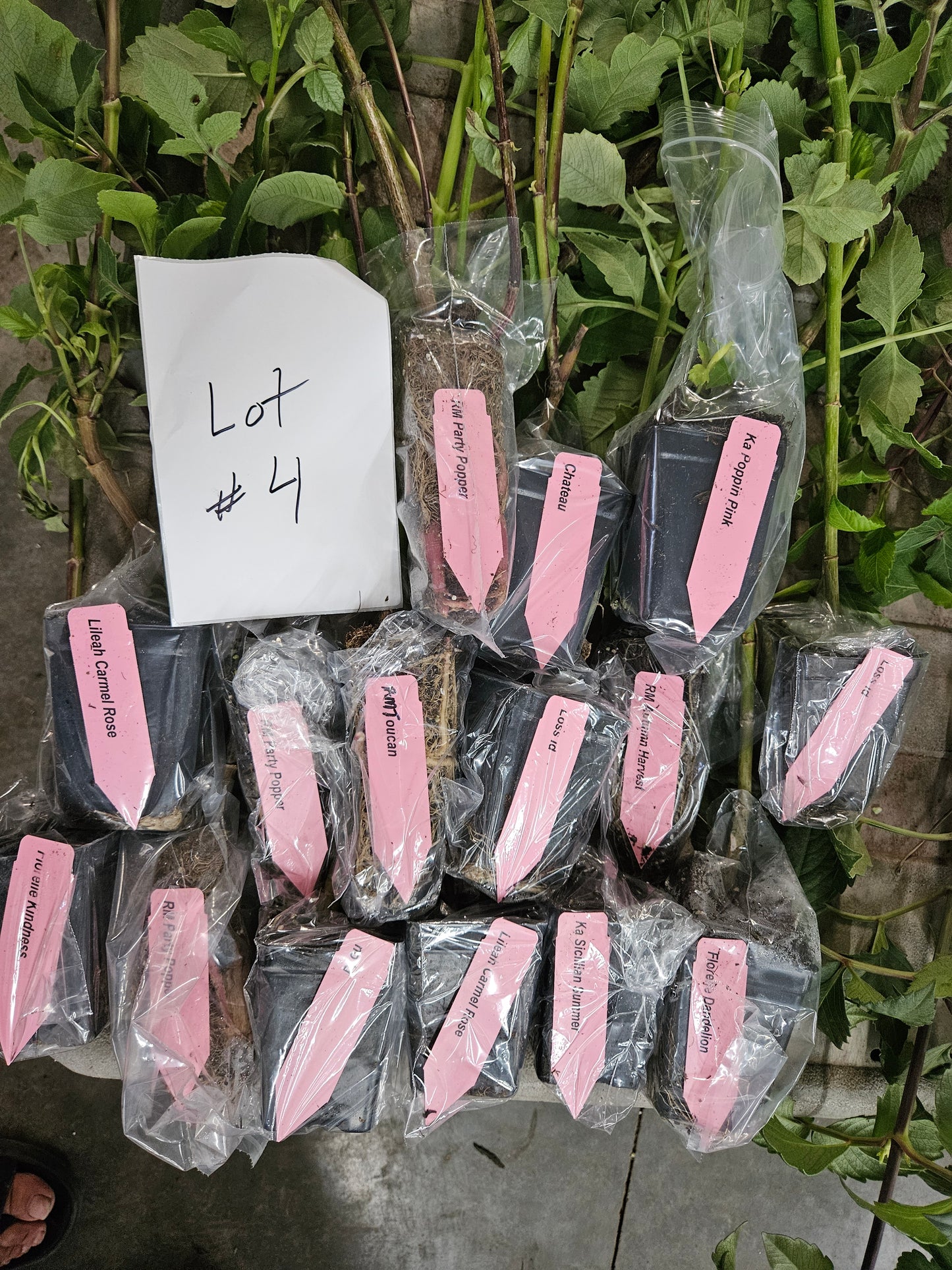 Lot #4