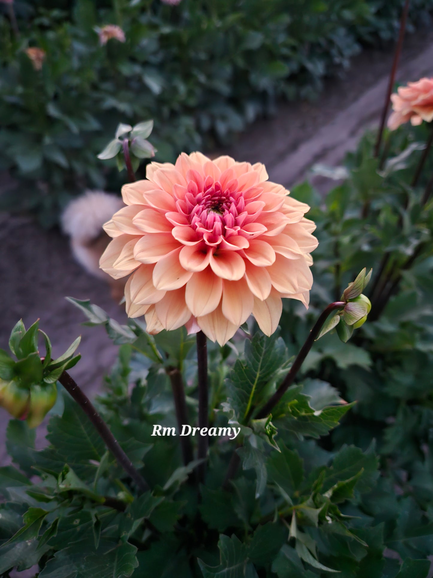 RM Dreamy Rooted Cutting