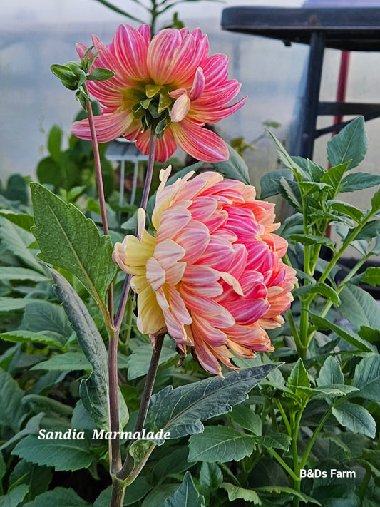 Sandia Marmalade