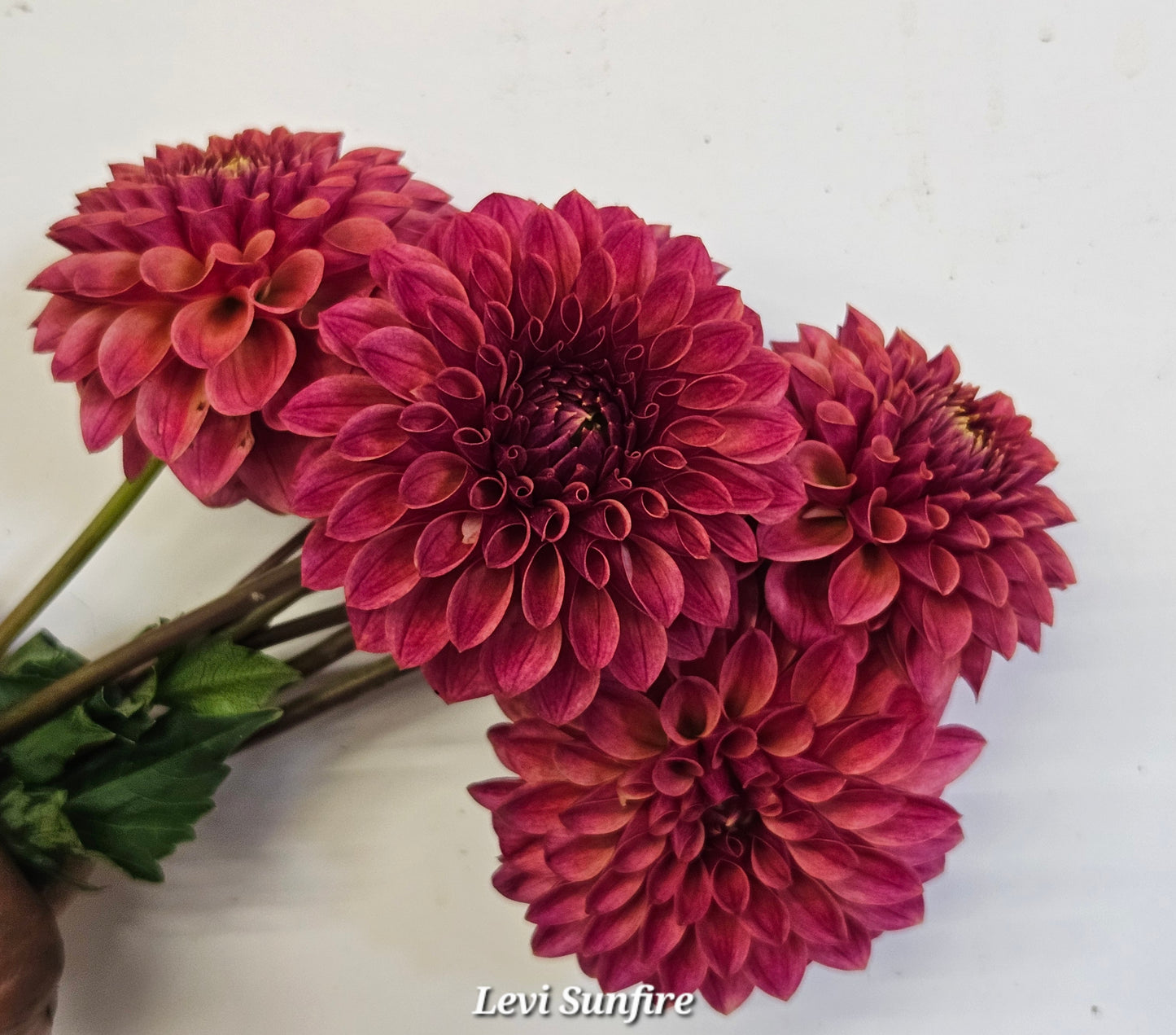 Levi Sunfire Rooted Cutting