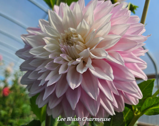 Lee's Blush Charmeuse Tuber