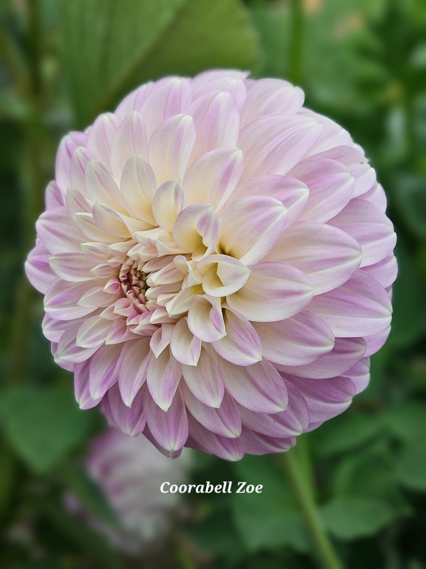 Coorabell Zoe