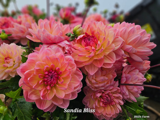 Sandia Bliss Tubers