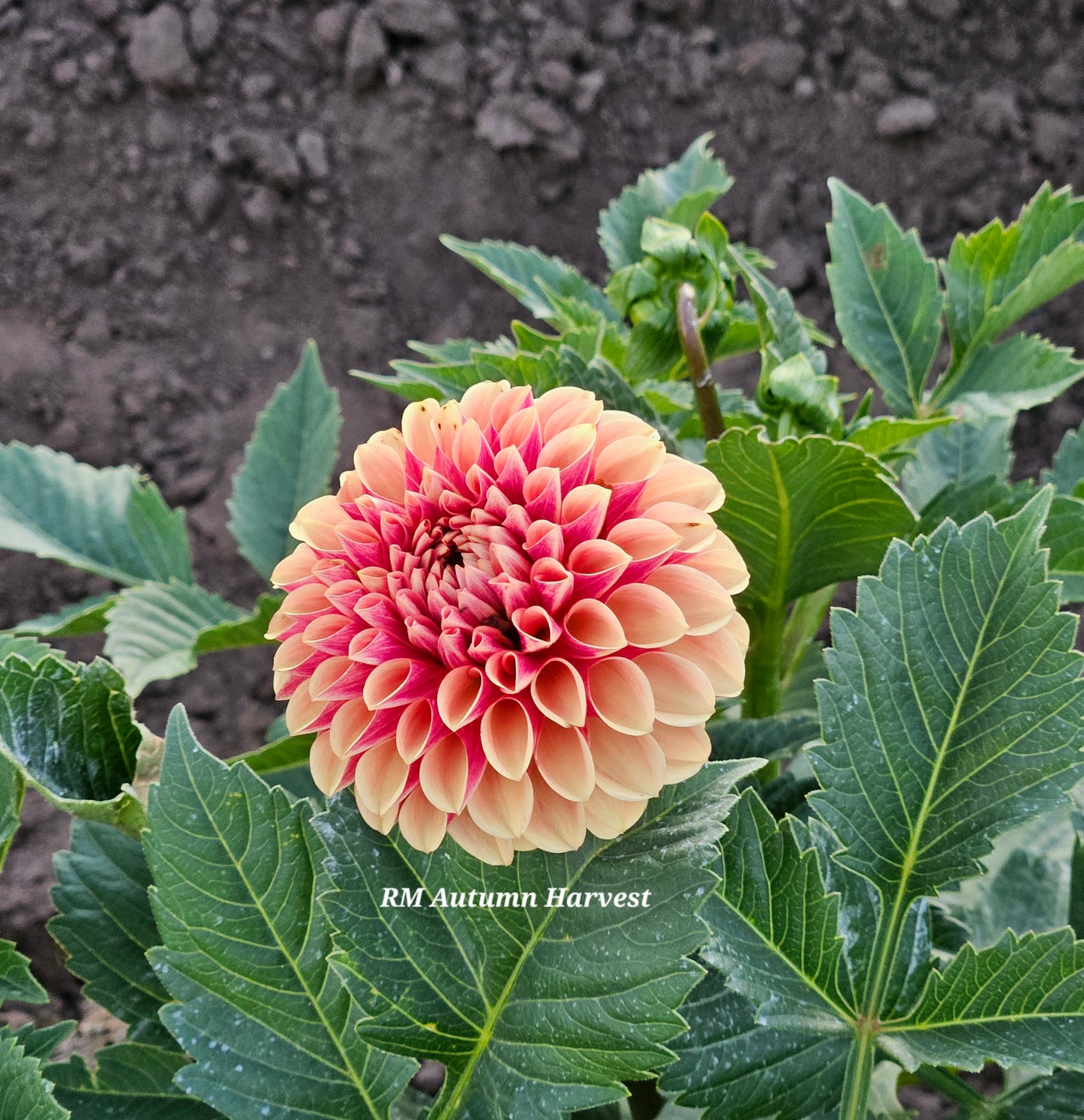 RM Autumn Harvest Rooted Cutting