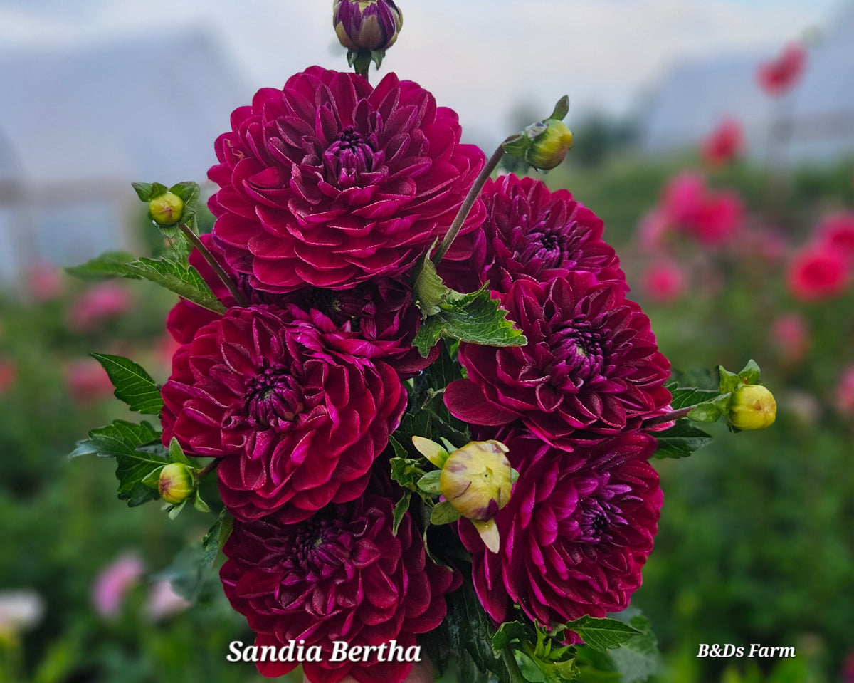 Sandia Bertha small clump
