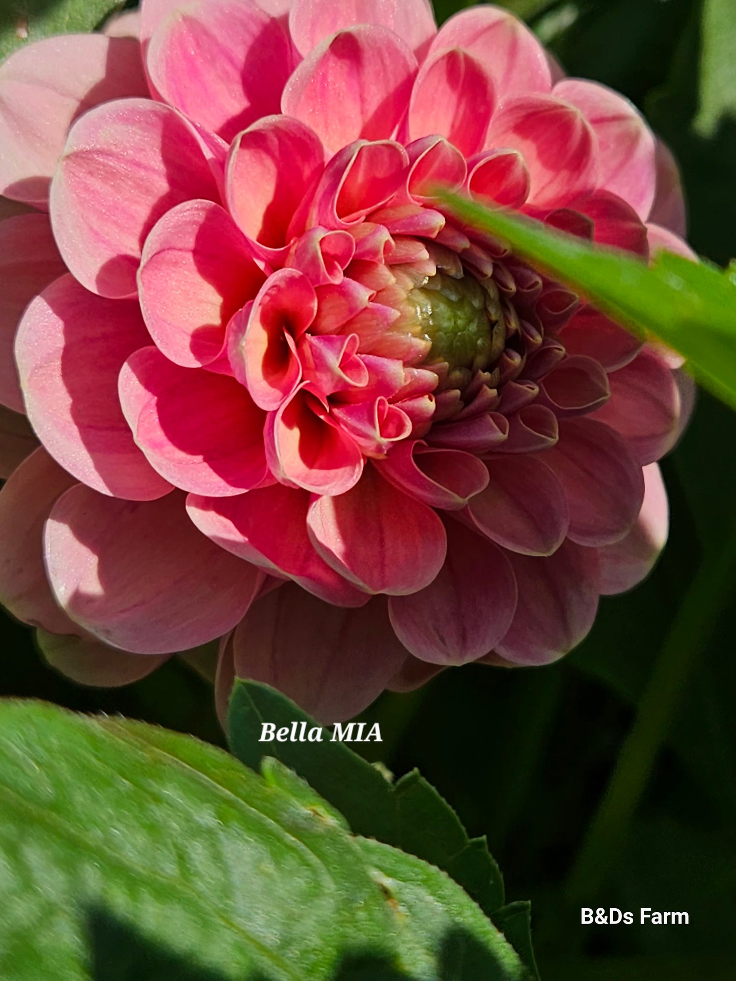 Bella Mia