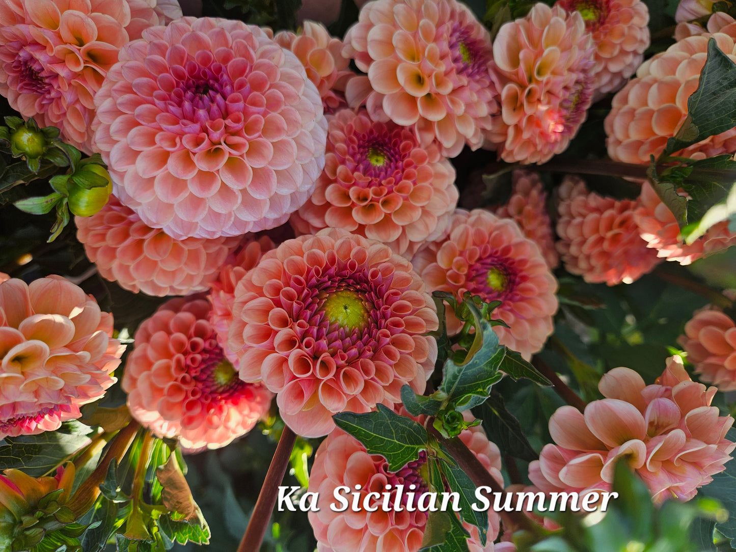 Ka Sicilian Summer 2026 Rooted Cutting