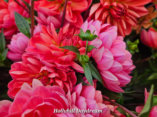 Hollyhill Daydream Tubers