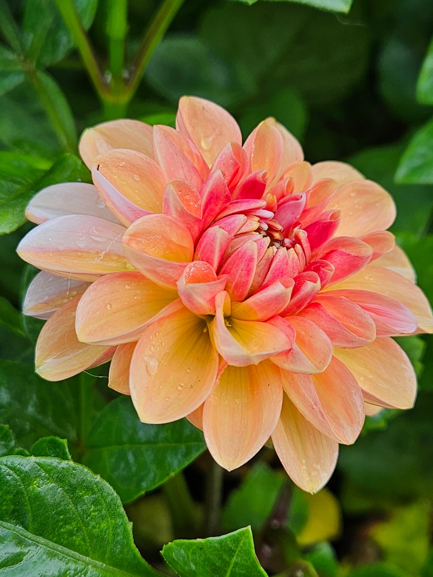 Florelie Tropical Dream