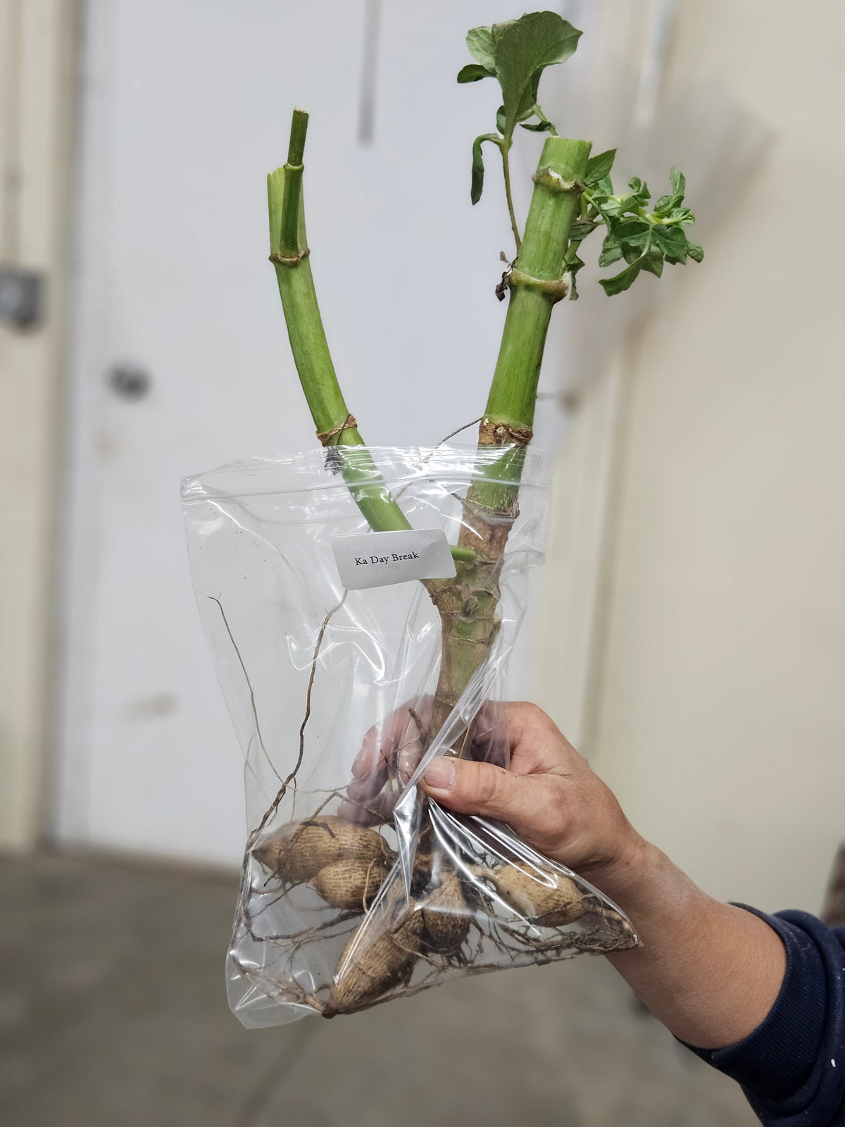 Ka Sicilian Summer Bare Root
