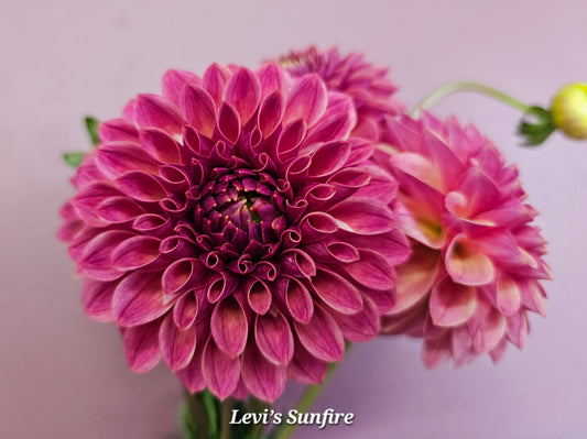 Levi Sunfire Rooted Cutting