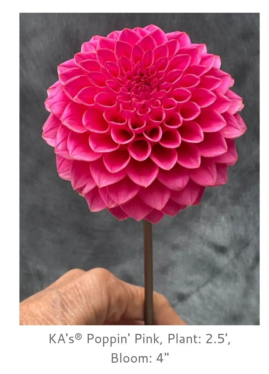 Ka Poppin Pink Rooted Cutting 2026