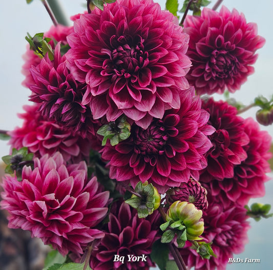 Bloomquist York Tubers