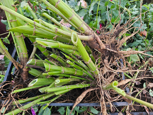 Ka Coral Sea Bare Root. To be planted immediately once received!