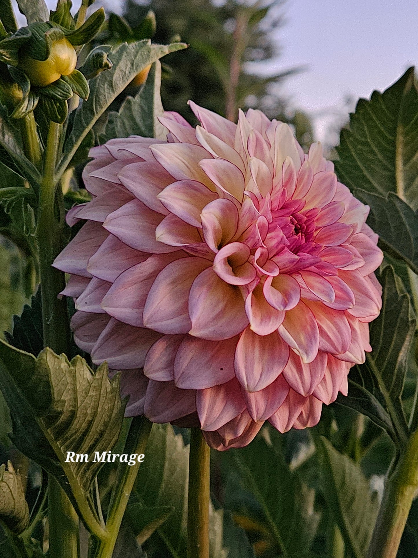 RM Mirage Rooted Cutting