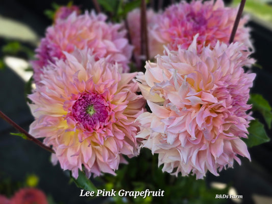 Lee's Pink Grapefruit Tubers