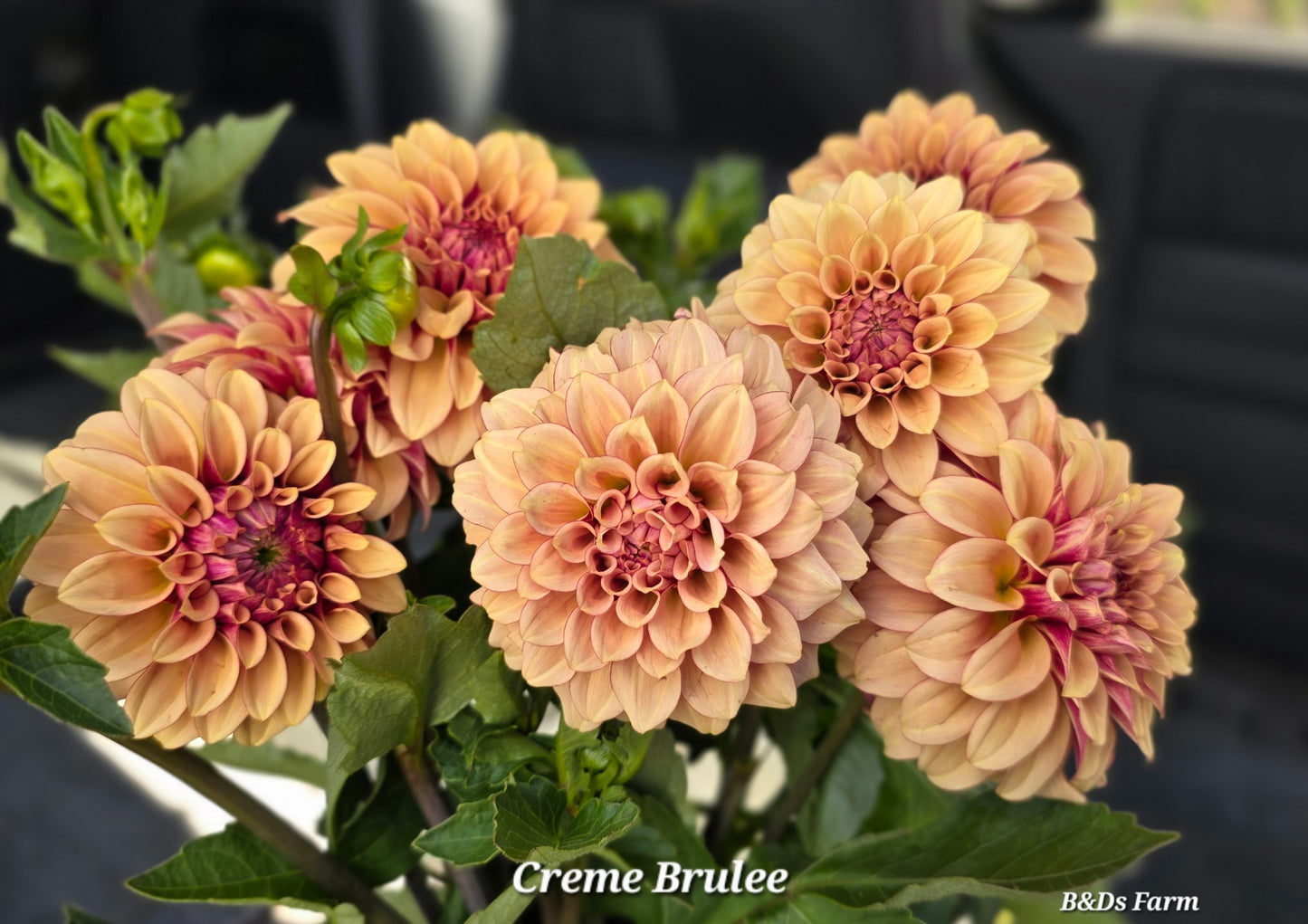 Ka Creme Brulee Bare Roots